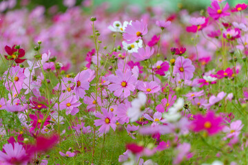 秋色に染まるコスモスの花畑