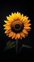 Fototapeta premium Vibrant single sunflower against a dramatic black background. Perfect for summer, nature, and floral themes.