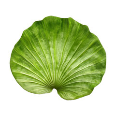 vibrant green plant fiber clamshell with textured surface isolated on transparency background. natural pattern and color make it ideal for eco friendly design concepts