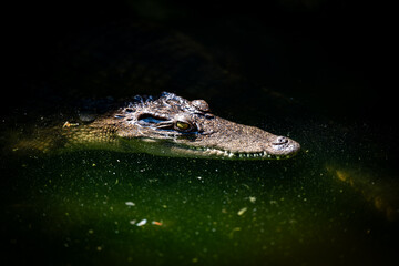 Crocodile gliding under water in a dark aquatic environment during midday