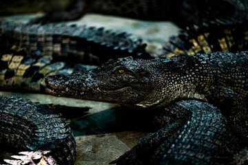 Crocodiles resting on a sandy riverbank during the warm afternoon sun in a tropical habitat