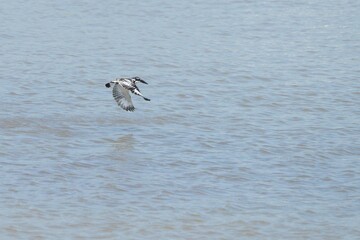 Kingfisher, living naturally in Thailand