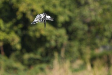 Kingfisher, living naturally in Thailand