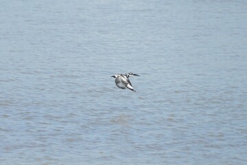 Kingfisher, living naturally in Thailand