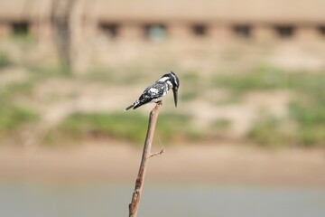 Kingfisher, living naturally in Thailand