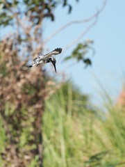 Kingfisher, living naturally in Thailand