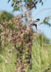 Fototapeta premium Kingfisher, living naturally in Thailand