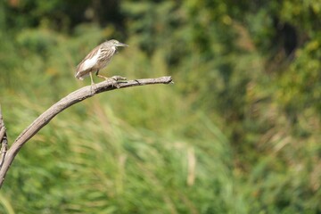 Indian Egret, naturally occurring in Thailand