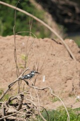Kingfisher, living naturally in Thailand