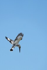 Kingfisher, living naturally in Thailand