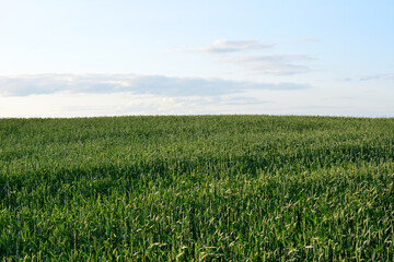 Green Wheat Field in the sunset