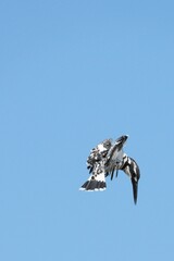 Kingfisher, living naturally in Thailand