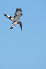 Kingfisher, living naturally in Thailand