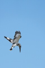 Kingfisher, living naturally in Thailand