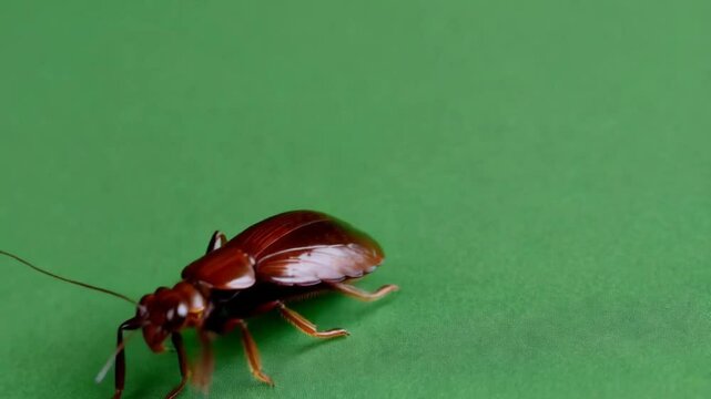 Madagascar cockroach crawls. Green screen. View from above