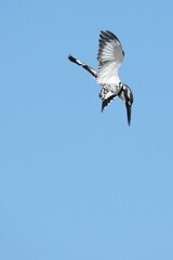 Kingfisher, living naturally in Thailand