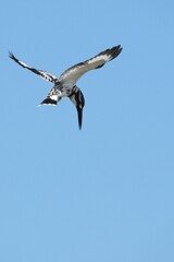 Kingfisher, living naturally in Thailand