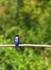 Black-headed Kingfisher, naturally living in Thailand