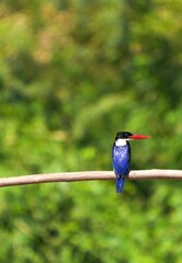Black-headed Kingfisher, naturally living in Thailand
