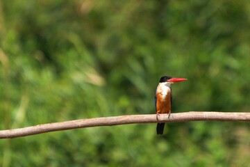 Black-headed Kingfisher, naturally living in Thailand