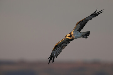 Osprey (Pandion haliaetus) in Flight at Golden Hour.