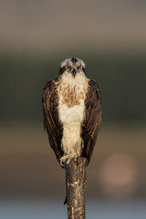 The predator's gaze: the osprey posing (Pandion haliaetus).