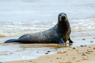 Seal Horsey Gap Seals Norwich