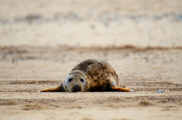 Fototapeta premium Seal Horsey Gap Seals Norwich