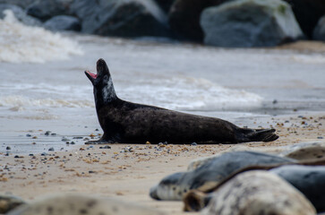 Seal Horsey Gap Seals Norwich
