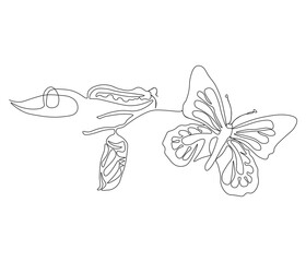 Continuous one line drawing of butterfly life cycle . Single line drawing illustration of perfect metamorphosis . Butterfly concept vector art. Doodle line illustration.