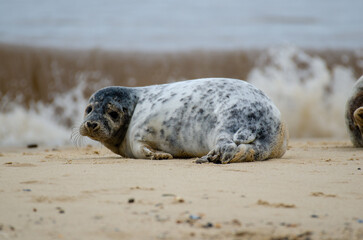 Seal Horsey Gap Seals Norwich