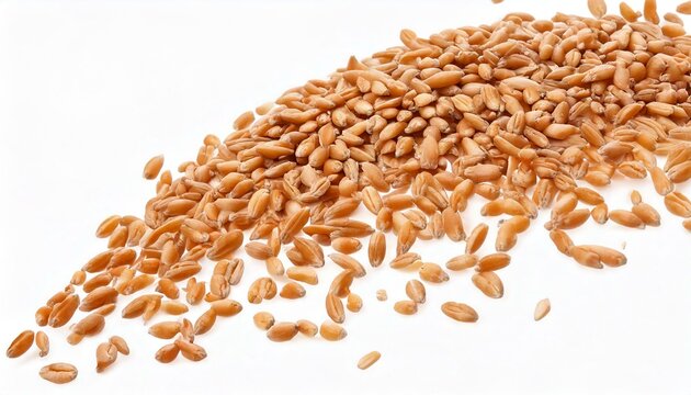  Falling wheat grains isolated on white background with clipping