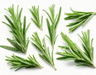 Obraz premium Rosemary twig and leaves isolated on white background with clipping