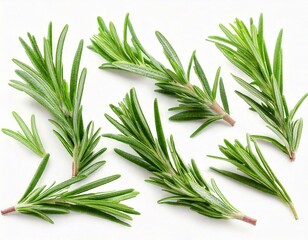 Fototapeta premium Rosemary twig and leaves isolated on white background with clipping