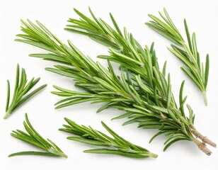 Fototapeta premium Rosemary twig and leaves isolated on white background with clipping