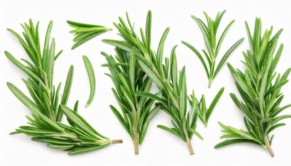 Fototapeta premium Rosemary twig and leaves isolated on white background with clipping