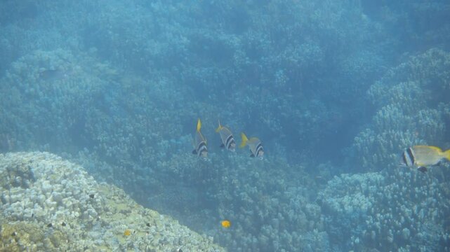 Twobar seabream fish near coral reef. Doublebar bream. Red sea
