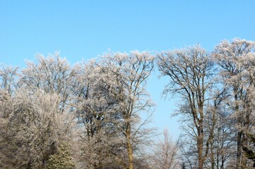 Buchen im Frost