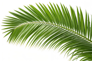 Obraz premium Palm Tree Branch with Green Leaves, Tropical Foliage, Exotic Plant, Nature Background