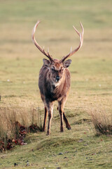 Deer red deer sika reindeer