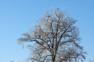 Überfrorene Buche mit Elster