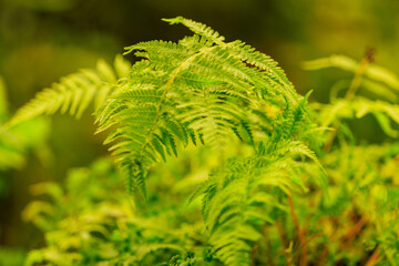 Wendeltreppen-Frauenfarn (Aathyrium filix-femina 'Frizelliae'