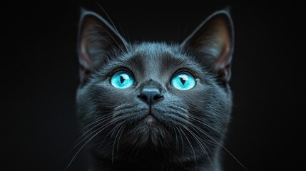 photo of a short-haired black cat with turquoise eyes in front of a black backdrop 