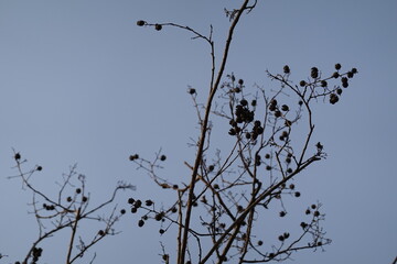 branches against blue sky