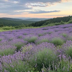 Naklejka premium Hillside lavender field sunset scenic nature farm