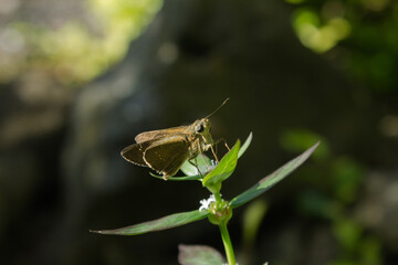 brown skipper butterfly on a leaf