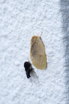The banyan tussock moth (Perina nuda).