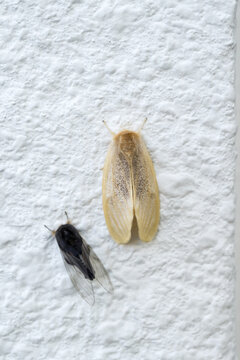 The banyan tussock moth (Perina nuda).