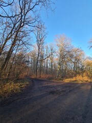 Wonderful Plänterwald Forest Landscape With Blue Sky In Winter (Berlin Treptow)