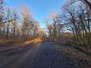 Fototapeta premium Wonderful Plänterwald Forest Landscape With Blue Sky In Winter (Berlin Treptow)